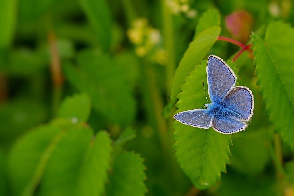butterfly, common blue, restharrow's blue