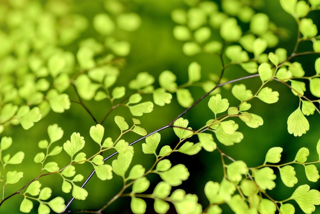 leaves, green, nature